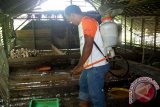 Amuntai, 17/3 - Para peternak itik di Desa Mamar Kecaamatan  Amuntai Selatan, Kabupaten Hulu Sungai Utara rutin membersihkan kandangan ternak agar penularan virus flu burung tidak semakin menulari ternak itik lainnya. Produksi anak itik di Sentra Pembibitan Itik Alabio ini menurun pasca serangan virus H5 NI di Kabupaten Hulu Sungai Utara.(Foto Antara/eddy/humas)