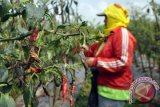 Warga memanen cabai merah yang terserang penyakit patek di Desa Bulu, Temanggung, Jawa Tengah, Selasa (18/2). Penyakit yang sulit diobati itu karena masih tingginya curah hujan pada bulan Maret. ANTARA FOTO/Anis Efizudin/wdy/14