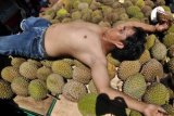 Seorang warga melakukan atraksi tidur di atas buah durian saat dilangsungkan Tradisi Larung Durian di Desa Sinduagung, Selomerto, Wonosobo, Jawa Tengah, Minggu (23/3). Tradisi melarung durian tersebut sebagai simbol membuang hal-hal buruk sekaligus wujud rasa syukur kepada Tuhan Yang Maha Esa atas panen durian yang melimpah. ANTARA FOTO/Anis Efizudin/ss/pd/14