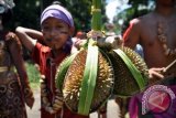 Seorang anak memikul buah durian saat dilangsungkan Tradisi Larung Durian di Desa Sinduagung, Selomerto, Wonosobo, Jawa Tengah, Minggu (23/3). Tradisi melarung durian tersebut sebagai simbol membuang hal-hal buruk sekaligus wujud rasa syukur kepada Tuhan Yang Maha Esa atas panen durian yang melimpah. ANTARA FOTO/Anis Efizudin/ss/pd/14