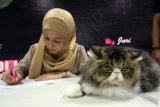 Dewan juri melakukan penilaian kepada seekor kucing yang mengikuti kontes kecantikan kucing tingkat Nasional yang dilaksanakan di Serpong, Tangerang Selatan, Banten, Sabtu (22/3). Kontes yang diadakan oleh Indonesia Cat Association, National Cat Show (NCS) ini diikuti oleh para pecinta kucing dari berbagai daerah di Indonesia yang memperebutkan piala bergilir ibu Menpora. ANTARA FOTO/Muhammad Iqbal/ss/NZ/14