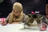 Dewan juri melakukan penilaian kepada seekor kucing yang mengikuti kontes kecantikan kucing tingkat Nasional yang dilaksanakan di Serpong, Tangerang Selatan, Banten, Sabtu (22/3). Kontes yang diadakan oleh Indonesia Cat Association, National Cat Show (NCS) ini diikuti oleh para pecinta kucing dari berbagai daerah di Indonesia yang memperebutkan piala bergilir ibu Menpora. ANTARA FOTO/Muhammad Iqbal/wdy/14