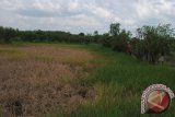 Barabai, 17/3 - Serangan hama wereng menyerang puluhan hektar sawah di Buntut Sungai Desa Mahang Sungai Hanyar hingga Mahang Putat Kecamatan Pandawan Kabupaten Hulu Sungai Tengah, serangan hama wereng sangat mengkhawatirkan bahkan hasil produksi padi menurun drastis. Untuk mengatasi hal tersebut bahkan ada salah satu petani menyemprotkan racun hama tujuh kali.(Foto Antara/fathur