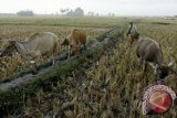 SAWAH UNTUK PAKAN TERNAK