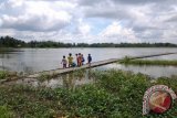 Tanjung, 17/4 -   Ribuan  hetare lahan persawahan di Desa Ampuung Kecamatan Kelua, Tabalong terendam luapan sungai Walangkir. Akibatnya sekitar  850 hektare lahan potensial padi tidak bisa ditanami. Biasanya April para petani mulai menanam  karena ketinggian air cukup dalam, lahan pun tidak bisa ditanami. Meski di sekitar lahan ada pintu air pembuangan namun tidak berfungsi optimal sehinggàa air masih merendam lahan.FotoANTARAHerlina Lasmianti