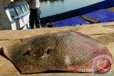 Seekor jenis  ikan pari macan (potamotrygon tigrina)  hasil tangkapan nelayan di Pelabuhan Ulee Lheue, Banda Aceh, Selasa (8/4). Menurut nelayan, jenis ikan pari harimau yang menurut para ilmuwan tergolong spesies baru tersebut, masih banyak ditemukan di perairan berkarang dan pulau-pulau kecil di Aceh.<br />
ANTARAACEH.COM/Ampelsa/14