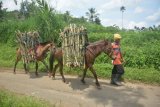 Bondowoso (Antara Jatim) - Seorang warga membawa kayu menggunakan kuda di Desa Brambang Darussalam, Tlogosari, Bondowoso, Jawa Timur, Minggu (6/4). Kondisi jalan desa setempat yang naik turun sehingga kuda menjadi moda transportasi yang cocok di daerah itu. (FOTO Seno/14/edy)