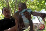 Seorang pengasuh mennujukkan bayi orangutan (Pongo Pygmaeus) berjenis kelamin jantan dengan berat 2, 3 kilo gram yang dirawat di Taman Satwa Kandih, Kota Sawahlunto, Sumbar, Senin (28/4). Bayi orang utan yang diberi nama Mikaeel saat ini dirawat oleh pengelola taman satwa Kandih dikarenakan sempat ditelantarkan oleh kedua induknya. ANTARA FOTO/Muhammad Arif Pribadi/ss/ama/14