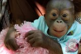 Seekor bayi Orangutan (Pongo Pygmaeus) berjenis kelamin jantan dengan berat 2, 3 kilo gram dirawat di Taman Satwa Kandih, Kota Sawahlunto, Sumbar, Senin (28/4). Kelahiran bayi Orangutan yang diberi nama Mikaeel ini, menambah koleksi Taman Satwa Kandih, sebanyak 98 satwa. ANTARA FOTO/Muhammad Arif Pribadi/Asf/mes/14.