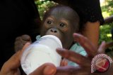 Seekor bayi Orangutan (Pongo Pygmaeus) berjenis kelamin jantan dengan berat 2, 3 kilo gram dirawat di Taman Satwa Kandih, Kota Sawahlunto, Sumbar, Senin (28/4). Kelahiran bayi Orangutan yang diberi nama Mikaeel ini, menambah koleksi Taman Satwa Kandih, sebanyak 98 satwa. ANTARA FOTO/Muhammad Arif Pribadi/Asf/mes/14.