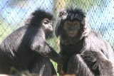 Utung dan Oned, lutung jawa (dikembalikan ke Jawa Timur untuk) hasil sitaan yang akan dilepasliarkan berada di kandang sosialisasi Javan Langur Centre (JLC) di Cobantalun, Malang, Jawa Timur, Kamis (17/4). Lutung jawa hasil sitaan Balai Konservasi Sumber Daya Alam (BKSAD) Jawa Barat itu dikembalikan ke Jawa Timur untuk menjalani proses sosialisasi dan pengelompokan sebelum dilepasliarkan. ANTARA FOTO/Ari Bowo Sucipto/ss/Spt/14.