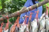 Madiun (Antara Jatim) - Seorang penjual menata ikan dagangannya di Dusun Petung, Saradan, Kab. Madiun, Sabtu (26/4). Ikan jenis Nila, Kutuk, Bader yang dibeli dari penangkap ikan di waduk Kalibening yang terletak di wilayah tersebut dijual dengan harga Rp20 ribu hingga Rp40 ribu per ikat. FOTO Fikri Yusuf/14/Chan.