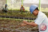 Beberapa petugas melakukan pembibitan tanaman di areal Nursery PT Adaro Indonesia di Kabupaten Tabalong Kalsel, Minggu (27/4). Pembibitan dilakukan untuk malakukan reklamasi penanaman bekas tambang. Foto Antaranews Kalsel/Herry Murdy Hermawan