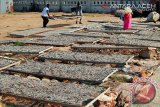 Warga menjemur ikan teri di bantaran pelabuhan Samudera, Desa Lampulo, Banda Aceh, Kamis (1/5). Harga ikan teri kering tersebut dipasarkan seharga Rp40.000/kg hingga Rp45.000/kg menurut jenis ikan teri.<br />
ANTARAACEH.COM/Ampelsa/14