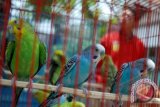 Pemilik burung berkicau di Yogyakarta didata