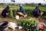 Petani Kangkung Di Palu Merugi 