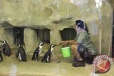 Glzoo sediakan ruang pendingin pakan penguin jackass 