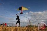 Peserta menaikkan layang tunang Aceh pada festival budaya layangan tradisional di Desa Ilie, Ulee Kareng, Banda Aceh, Minggu (11/5). Festival tahunan layang tunang Aceh yang diikuti 300 lebih peserta dari Kota Banda Aceh dan Kabupaten Aceh Besar itu dalam rangka memeriahkan HUT Kota Banda Aceh ke-809. ANTARA FOTO/Irwansyah Putra/wdy/14.