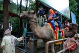 Sejumlah pengunjung naik unta tunggang di Taman Safari Indonesia, Cisarua, Bogor, Jabar, Kamis (29/5). Pada musim liburan pekan ini kunjungan wisatawan meningkat hingga dua kali lipat di kawasan wisata tersebut. ANTARA FOTO/Indrianto Eko Suwarso/Asf/Spt/14.