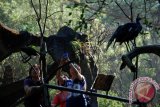 Pengunjung memotret sejumlah burung di Taman Safari Indonesia, Cisarua, Bogor, Jabar, Kamis (29/5). Pada musim liburan pekan ini kunjungan wisatawan meningkat hingga dua kali lipat di kawasan wisata tersebut. ANTARA FOTO/Indrianto Eko Suwarso/Asf/Spt/14.