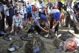 Dua polisi melepaskan ikatan sirip penyu hijau (Chelonia mydas) yang berhasil disita dari upaya penyelundupan, saat akan dilepas di Pantai Kuta, Bali, Rabu (14/5). Sebanyak 12 ekor penyu hijau dan penyu sisik yang diselundupkan dari Sumbawa ke Bali tersebut, dilepaskan kembali ke laut sekaligus sebagai atraksi wisata bagi wisatawan. ANTARA FOTO/Nyoman Budhiana/nym/2014.