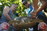 Dua wisatawan membantu menggotong penyu hijau (Chelonia mydas) yang berhasil disita polisi dari upaya penyelundupan, saat akan dilepas di Pantai Kuta, Bali, Rabu (14/5). Sebanyak 12 ekor penyu hijau dan penyu sisik yang diselundupkan dari Sumbawa ke Bali tersebut, dilepaskan kembali ke laut sekaligus sebagai atraksi wisata bagi wisatawan. ANTARA FOTO/Nyoman Budhiana/nym/2014.