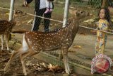 PENANGKARAN RUSA TUTUL UNHAS