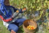 Magetan (Antara Jatim) - Petani memetik tomat di sawahnya, Desa Ngerong, Kec. Plaosan, Magetan,  Selasa (27/5). Harga tomat di tingkat petani relatif stabil, Rp3 ribu/kg. (FOTO Siswowidodo/14/edy)