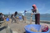 Palu (Antara Babel) - Sejumlah warga miskin diupah membersihkan salah satu fasilitas publik di Palu, Sulawesi Tengah, Rabu (7/5). Pemerintah setempat meluncurkan program zero poverty untuk penanggulangan kemiskinan menggunakan sistem padat karya yang melibatkan lebih dari 2.500 warga miskin dengan upah Rp.500 ribu per bulan selama sembilan bulan. ANTARA FOTO/Basri Marzuki/Koz/pd/14.