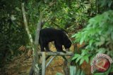 Seekor Sun Bear atau Helarctos Malayanus bermain di Kawasna Wisata Pendidikan Lingkungan Hidup, Balikpapan, Kalimantan Timur, Kamis (26/6). PT Pertamina (Persero) berkomitmen dalam upaya pelestarian spesies beruang terkecil di dunia itu dengan mengadopsi dua dari enam beruang yang hidup di KWPLH Balikpapan. ANTARA FOTO/Puspa Perwitasari/ed/Spt/14