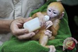 Seorang petugas memberi susu pada seekor anak Lutung Jawa (Trachypithecus Auratus) di Bali Zoo Park, Gianyar, Bali, Kamis (19/6). Primata langka asli Indonesia berumur 1 minggu tersebut merupakan salah satu dari 3 ekor yang berhasil dikembangbiakkan dalam 10 tahun terakhir di lembaga konservasi tersebut.  ANTARA FOTO/Nyoman Budhiana/nym/2014.
