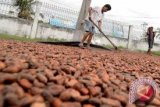 Rupiah Melemah, Eksportir Kakao Meraup Untung