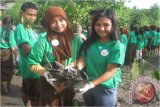 Kotabaru - Perusahaan tambang bijih besi PT Sebuku Iron Lateritic Ores (SILO) di Kabupaten Kotabaru, Kalimantan Selatan bersama Nuansa Sahabat Pulau dan Alumni Pertukaran Pemuda Antar Negara perwakilan Kalsel atau yang lebih dikenal dengan istilah PCMI mengagendakan kegiatan menanam bibit bakau bersama 36 orang siswa siswi SMP 1 Desa Tanjung Mangkok.(Foto Antara/Setia Budi/Hakim/A)