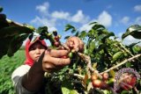 Petani memanen biji kopi arabika di lahan pertanian Desa Sungai Rumpun, Gunung Tujuh, Kerinci, Jambi, Rabu (2/7). Harga biji kopi di tingkat petani di daerah itu terus mengalami penurunan dalam seminggu terakhir dari Rp22 ribu per kilogram (tanpa kulit) menjadi Rp18 ribu per kilogram. ANTARA FOTO/Wahdi Septiawan/wdy/14.