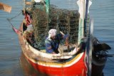 Pamekasan (Antara Jatim)-Nelayan kepiting menepikan perahunya usai melaut di Pantai Pegagan, Pademawu, Pamekasan, Jatim, Senin (21/7). Dalam beberapa bulan terakhir, harga kepiting ekspor naik dari Rp40.000 per kg menjadi Rp65.000 per kg. Naiknya harga disebabkan semakin berkurangnya tangkapan nelayan dalam tiga bulan terakhir, sementara permintaan terus meningkat. FOTO/Saiful Bahri/14/Oka.
