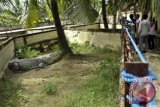 Pengunjung mengamati Buaya Muara (crocodylus porosus) di sebuah kolam penangkaran buaya Kelurahan Lapulu, Kendari, Sultra, Sabtu (12/7). Penangkaran ini memelihara sekitar 50 ekor buaya liar hasil tangkapan warga dan untuk sekali makan, buaya itu membutuhkan 250 kilogram ikan. ANTARA FOTO/Ekho Ardiyanto/ss/pd/14