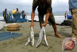 Nelayan memindahkan ikan tenggiri hasil tangkapan pukat pantai  ke dalam keranjang saat melaut di desa Kampung Jawa,  Kecamatan Kutaraja, Banda Aceh, Selasa (5/8). Persediaan ikan di daerah itu, berkurang karena sebagian besar  nelayan belum melaut dan mereka masih dalam suasana lebaran Idul Fitri.<br />
ANTARAACEH.COM/Ampelsa/14