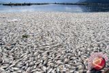 Kematian 50 Ton Ikan Mas Di Tanjung Raya Akibat Belerang