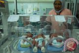 Direktur Rumah Sakit Ibu dan Anak, Ernita  memantau perkembangan bayi kembar tiga dalam inkubutor, anak dari pasangan Nasrullah dan Ermita saat perawatan di Rumah Sakit Ibu dan Anak, Banda Aceh, Rabu (20/8). Bayi kembar tiga,masing-masing berat badan 1,4kg,1,76 dan 1,66 gram dan panjang sekitar 40 centimeter, merupakan yang pertama berhasil ditangani rumah sakit tersebut dengan kondisi bayi sehat, termasuk orangtunya. ANTARAACEH.COM/Ampelsa/14