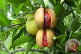 Harga fuli pala di Ambon Maluku Rp250.000