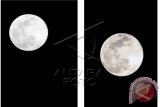 Fenomena Supermoon di langit kota Jakarta terlihat terang dan besar, Minggu (10/8). Lembaga Penerbangan Dan Antariksa Nasional (LAPAN) menyatakan fenomena supermoon terjadi saat jarak bumi dan bulan menjadi lebih dekat yakni 357 ribu kilometer dibandingkan jarak biasanya yakni 384 ribu kilometer. ANTARA FOTO/Teresia May/wdy/14