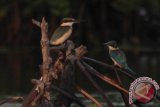 Dua burung Raja udang atau Cekakak mencari ikan di sekitar hutan Bakau, Indramayu, Jawa Barat, Kamis (7/8). Dari 90 spesies burung Raja Udang yang tersebar di dunia, 45 spesies diantaranya terdapat di Indonesia yang hidup di dekat dengan air untuk mencari makan seperti ikan, katak dan serangga. ANTARA FOTO/Dedhez Anggara/Asf/Spt/14.