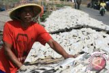 Pekerja menjemur ikan asin cucut (anak hiu) di industri pengolahan ikan rumahan, Pabeana udik, Indramayu, Jawa Barat, Selasa (5/8). Permintaan ikan asin jenis cucut tersebut banyak dipesan dari berbagai daerah seperti Jakarta dan Surabaya dengan harga Rp. 60 ribu per kilogram. ANTARA FOTO/Dedhez Anggara/Asf/Spt/14.