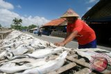 Pekerja menjemur ikan asin cucut (anak hiu) di industri pengolahan ikan rumahan, Pabeana udik, Indramayu, Jawa Barat, Selasa (5/8). Permintaan ikan asin jenis cucut tersebut banyak dipesan dari berbagai daerah seperti Jakarta dan Surabaya dengan harga Rp. 60 ribu per kilogram. ANTARA FOTO/Dedhez Anggara/Asf/Spt/14.