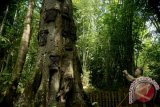 Wisatawan memotret kuburan untuk bayi yang diletakan di pohon di Kambira, Sangalla, Tana Toraja, Sulsel, Minggu (3/8). Kuburan pohon yang diperkirakan berusia sekitar 350 tahun itu oleh masyarakat Toraja kepercayaan Aluk Todolo meyakini bayi yang meninggal belum tumbuh gigi dianggap suci sehingga dikuburkan di pohon tarra agar rohnya mencapai puya atau surga. ANTARA FOTO/Sahrul Manda Tikupadang/ss/Spt/14