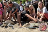 Sejumlah wisatawan meletakkan penyu hijau (Chelonia Mydas) di pinggir pantai saat pelepasan kembali binatang langka itu di Pantai Kuta, Bali, Rabu (13/8). Sebanyak 9 ekor penyu hijau yang disita Polisi dari penyelundup, dilepasliarkan ke habitatnya oleh Polisi bersama turis sebagai atraksi wisata. ANTARA FOTO/Nyoman Budhiana/ed/ama/14.