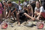 Sejumlah wisatawan meletakkan penyu hijau (Chelonia Mydas) di pinggir pantai saat pelepasan kembali binatang langka itu di Pantai Kuta, Bali, Rabu (13/8). Sebanyak 9 ekor penyu hijau yang disita oleh Polisi dari penyelundup, dilepasliarkan ke habitatnya bersama turis untuk atraksi wisata. ANTARA FOTO/Nyoman Budhiana/nym/2014.