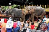 Pengunjung menyaksikan atraksi gajah di arena rekreasi Taman Safari Indonesia (TSI) Cisarua, Bogor, Jabar, Jumat (1/8). Selama libur Lebaran Idul Fitri 1435 H taman wisata satwa terbesar di Indonesia tersebut dikunjungi lebih dari 50.000 wisatawan domestik dan mancanegara ANTARA FOTO/Jafkhairi/ss/Spt/14