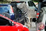 Pengunjung memberi makan zebra memalui kaca mobil di jalur wisata satwa liar Taman Safari Indonesia (TSI) Cisarua, Bogor, Jabar, Jumat (1/8). Selama libur Lebaran Idul Fitri 1435 H taman wisata satwa terbesar di Indonesia tersebut dikunjungi lebih dari 50.000 wisatawan domestik dan mancanegara ANTARA FOTO/Jafkhairi/ss/Spt/14