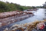 Penebang liar marak di hutan Desa Muba